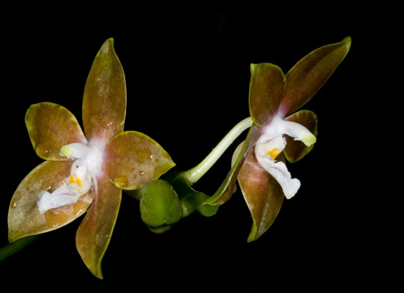 Sharton orchid nursery - Israel