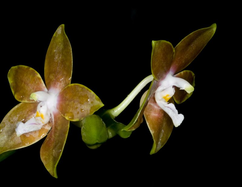 Sharton orchid nursery - Israel